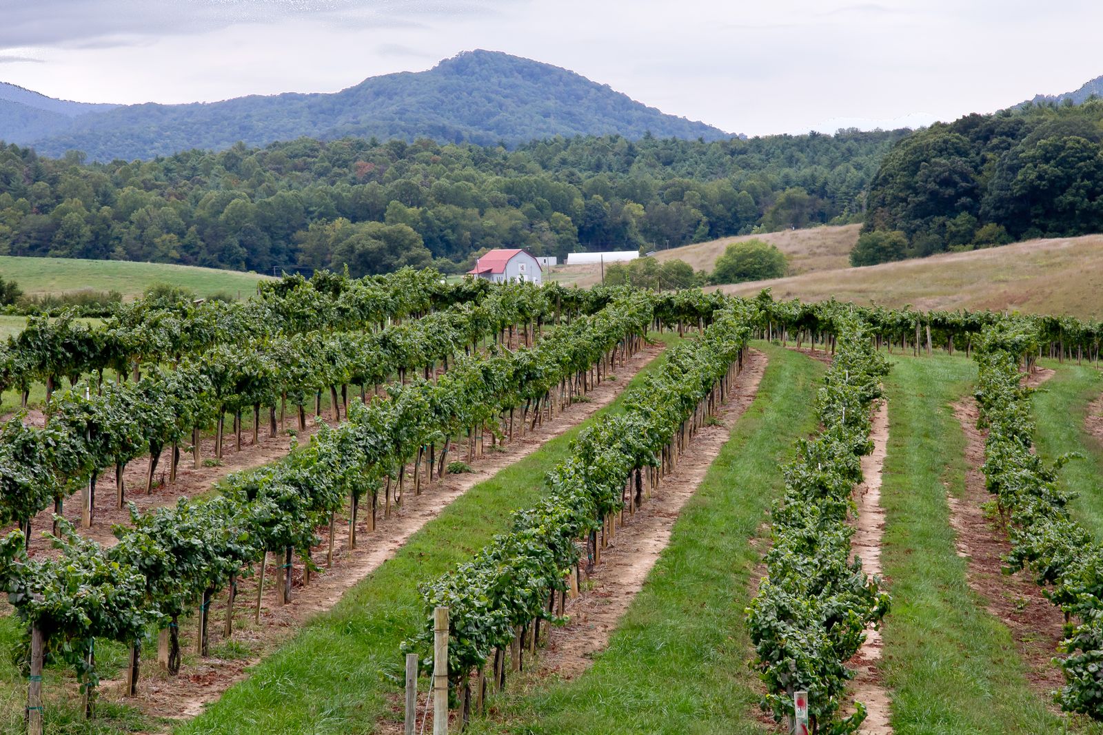 Vineyard in Crozet, VA