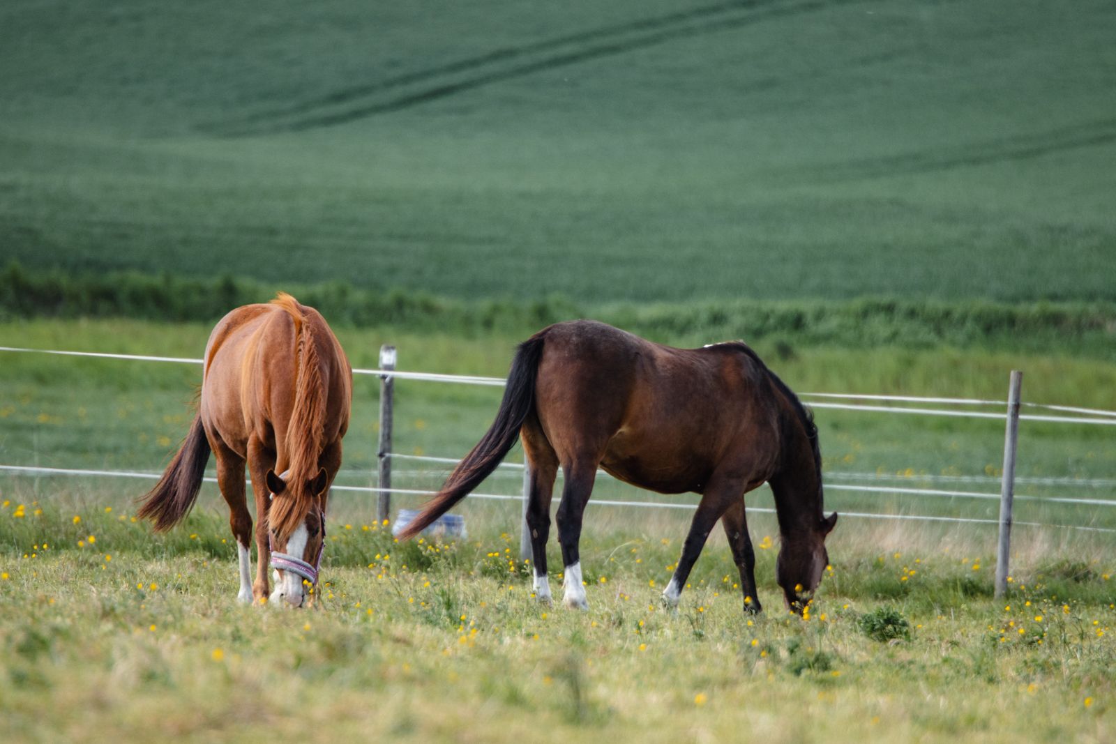 Horses grazing in Keswick, VA horse country